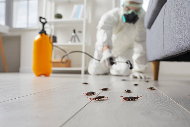 Commercial Kitchen Cockroach Control in Mayo